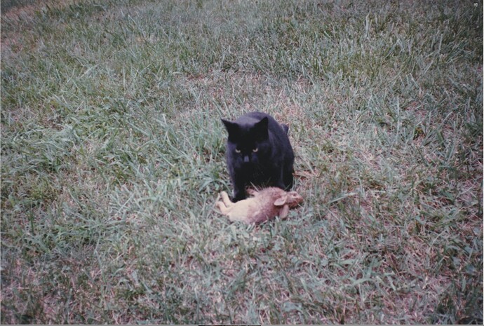 Screen Shot 2025-06-13 at 11.48.24 AM